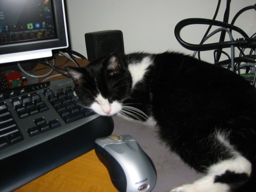 Cat sleeping on the keyboard